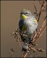 _0SB2132  audubons warbler